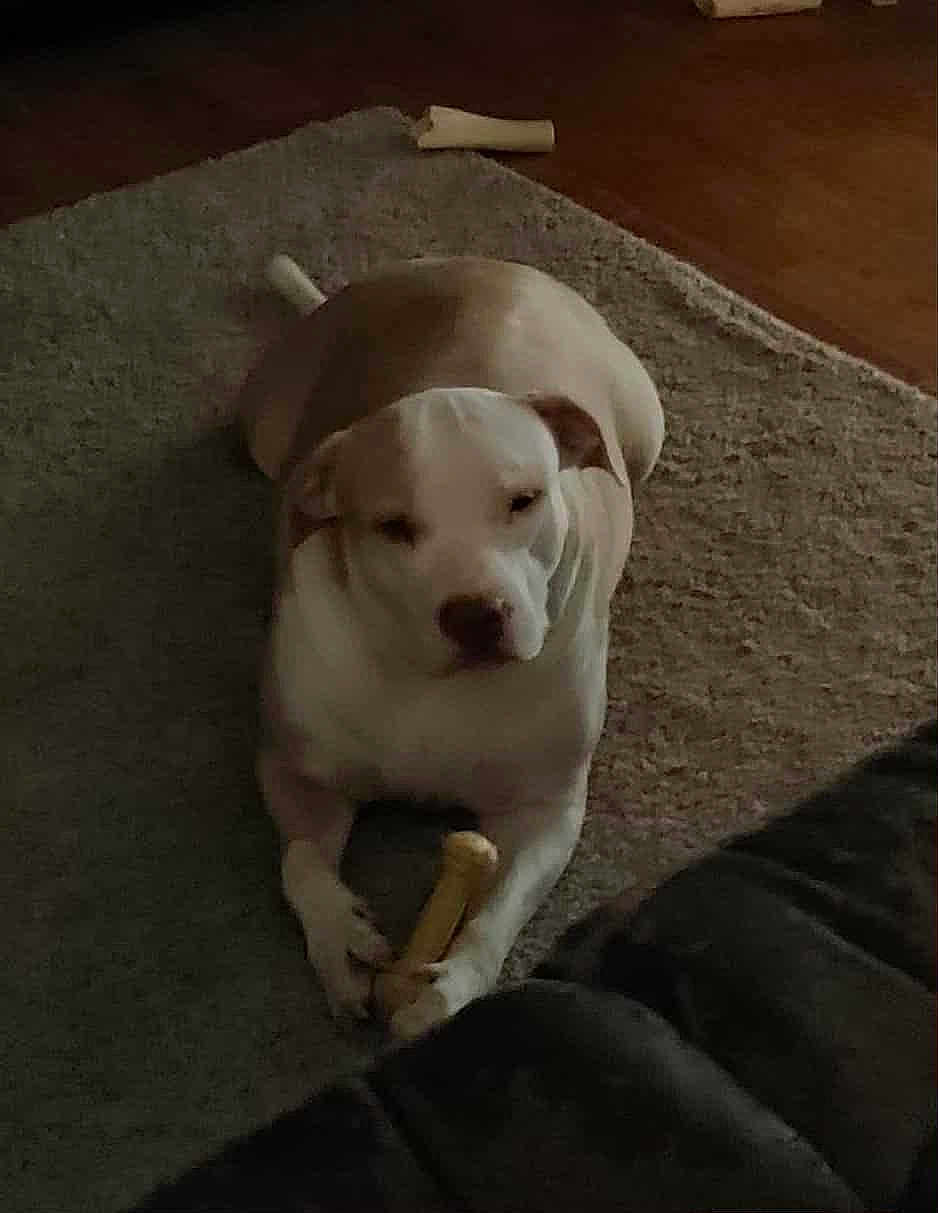 Dixie