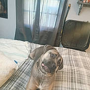 Amura Ann is registered to the contest to win money with this photo: dog, bed, blanket, plaid, indoor, curtains, fan, pet, canine, resting, tongue_out, brown_dog, collar, cozy, furniture, sleeping_area, domestic, animal, closeup, portrait