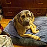 Amura Ann joined the competition — help win amazing prizes! dog, pet, indoor, blanket, cushion, wood_floor, furniture, drawer, brown, tan, large_dog, resting, looking, floor, home, cozy, animal, canine, relaxed, domestic