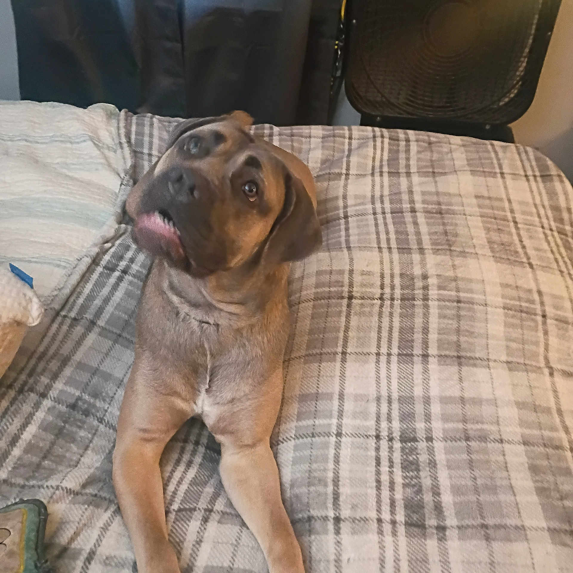 Amura Ann joined the competition — help win amazing prizes! dog, pet, brown_dog, plaid_blanket, bed, indoor, curious, looking_up, animal, canine, fur, ears, legs, toy, fan, home, cozy, resting, portrait, companion