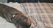 Amura Ann joined the competition — help win amazing prizes! dog, bed, blanket, sleeping, collar, indoor, curtains, fan, resting, cozy, pet, brown_dog, fabric, comfort, quiet, relaxation, domestic, furniture, home, animal