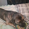 Amura Ann joined the competition — help win amazing prizes! dog, bed, blanket, toy, animal, pet, chewing, brown_dog, collar, resting, indoor, comfort, cozy, plaid_blanket, fabric, sleepy, snout, ears, fur, playful