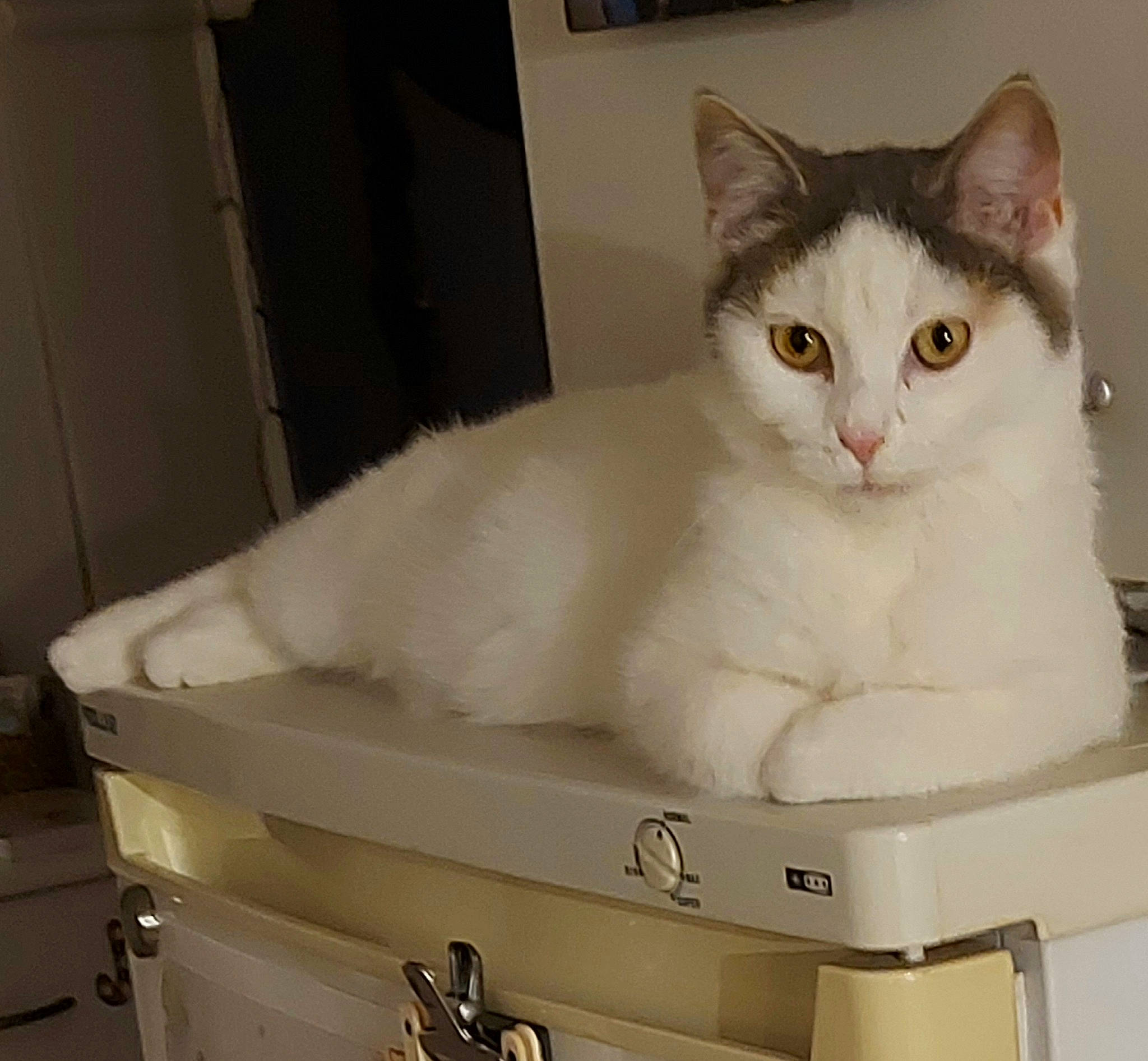 Théa a rejoint le concours — aidez-le/la à gagner de superbes lots ! box, cabinetry, carnivore, cat, cat_supply, comfort, domestic_short_haired_cat, drawer, felidae, fur, metal, packaging_and_labeling, packing_materials, paw, pet_supply, rectangle, small_to_medium_sized_cats, snout, tail, whiskers