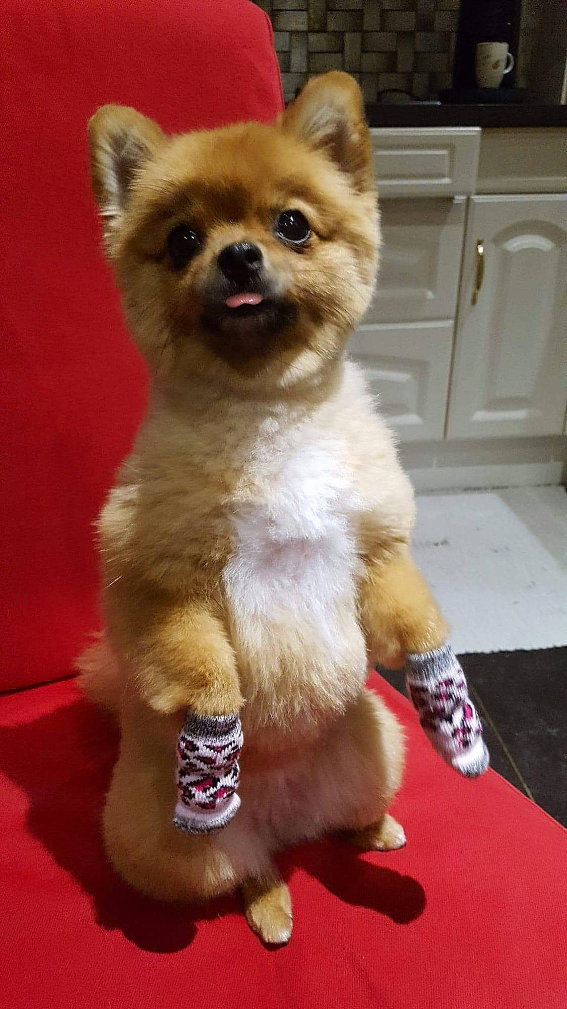 Pinky participe au concours pour gagner de l'argent avec cette photo : ancient_dog_breeds, canidae, carnivore, collar, companion_dog, dog, dog_breed, dog_collar, dog_supply, door, fawn, fur, liver, non_sporting_group, snout, sporting_group, tail, terrestrial_animal, toy_dog, working_animal