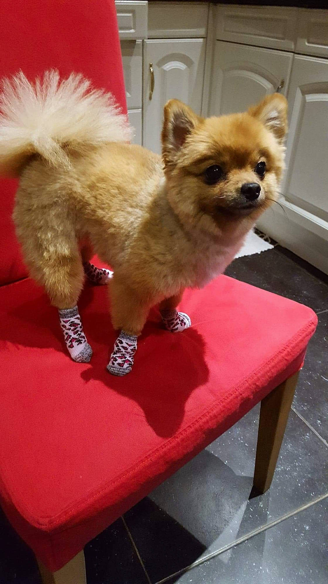 Pinky participe au concours pour gagner de l'argent avec cette photo : ancient_dog_breeds, canidae, carnivore, chair, companion_dog, dog, dog_breed, dog_supply, fawn, flooring, fur, non_sporting_group, pet_supply, snout, sporting_group, tail, terrestrial_animal, toy_dog, whiskers, working_animal