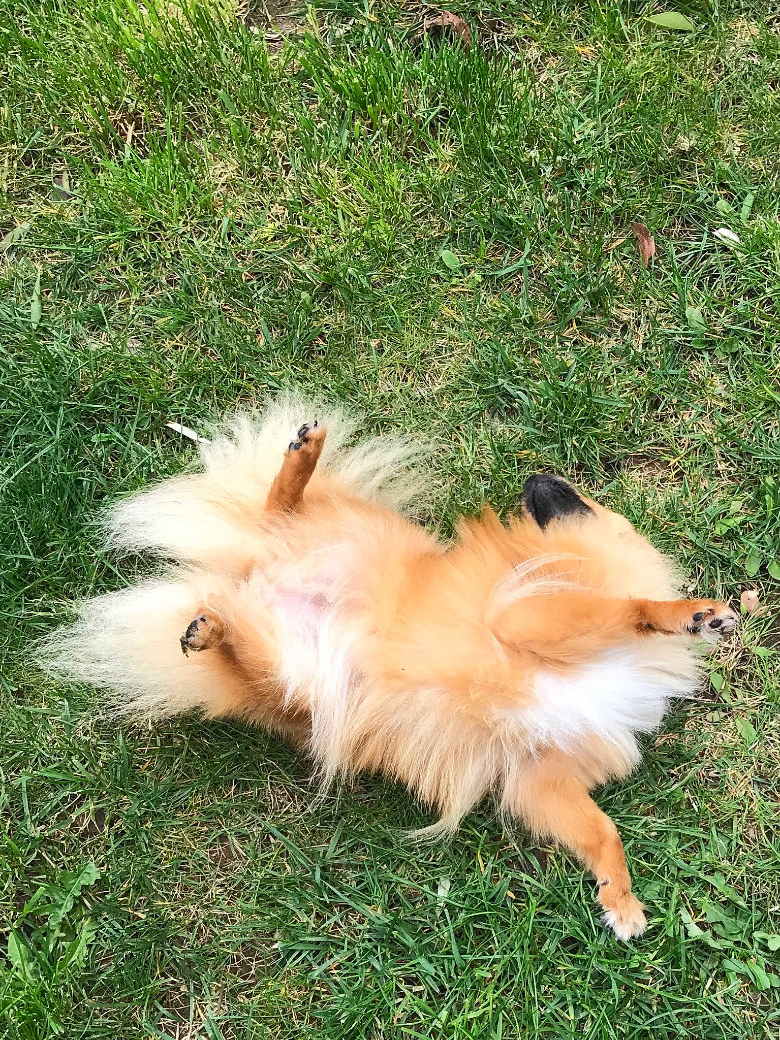 Pinky participe au concours pour gagner de l'argent avec cette photo : canidae, carnivore, companion_dog, dog, dog_breed, fawn, fur, german_spitz, german_spitz_klein, german_spitz_mittel, grass, japanese_spitz, non_sporting_group, pomeranian, spitz, sporting_group, tail, terrestrial_animal, toy_dog, volpino_italiano