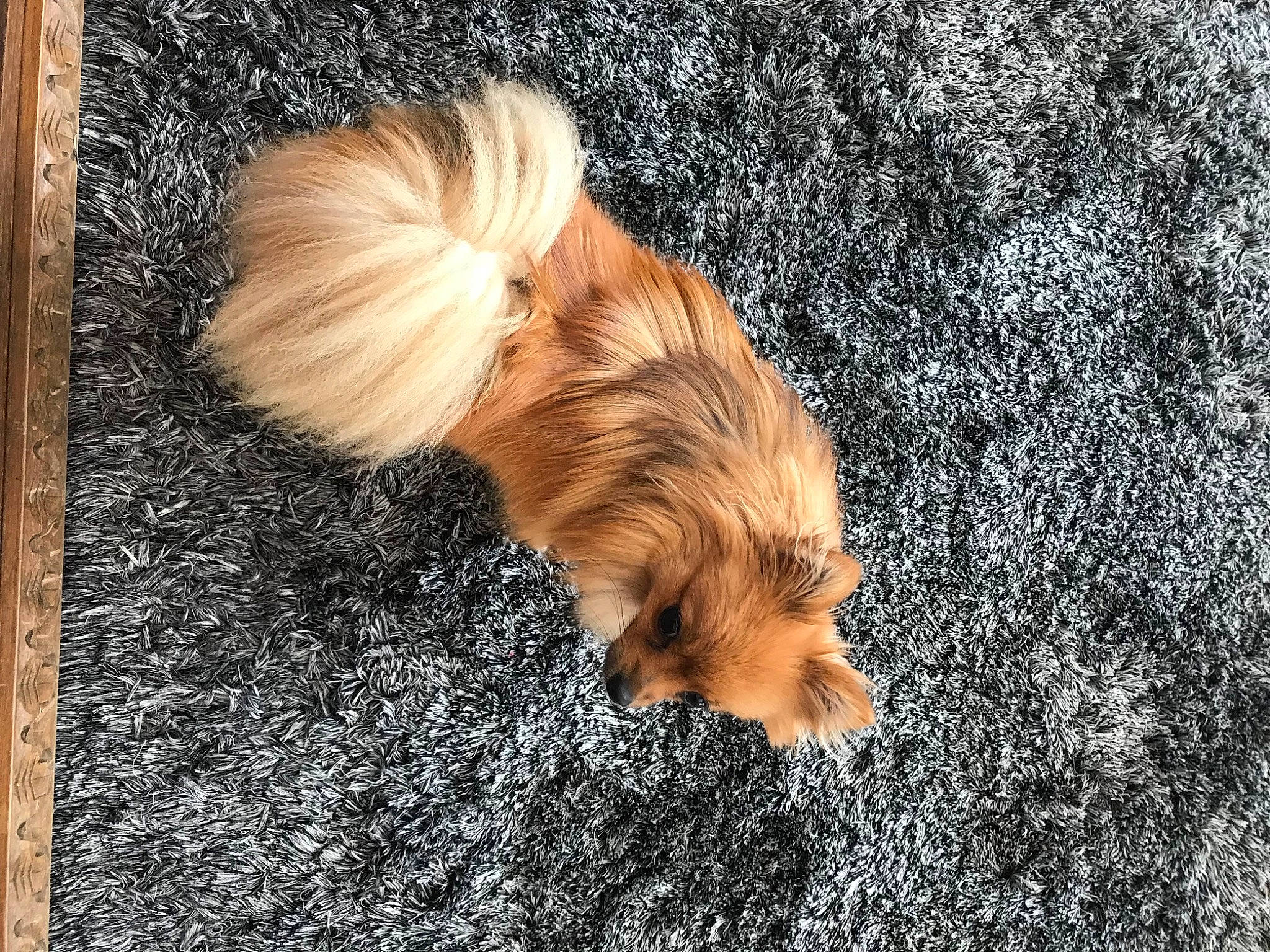 Pinky a rejoint le concours — aidez-le/la à gagner de superbes lots ! asphalt, canidae, carnivore, companion_dog, dog, dog_breed, fawn, felidae, fur, grass, liver, road_surface, small_terrier, snout, soil, sporting_group, tail, terrier, toy_dog, wood