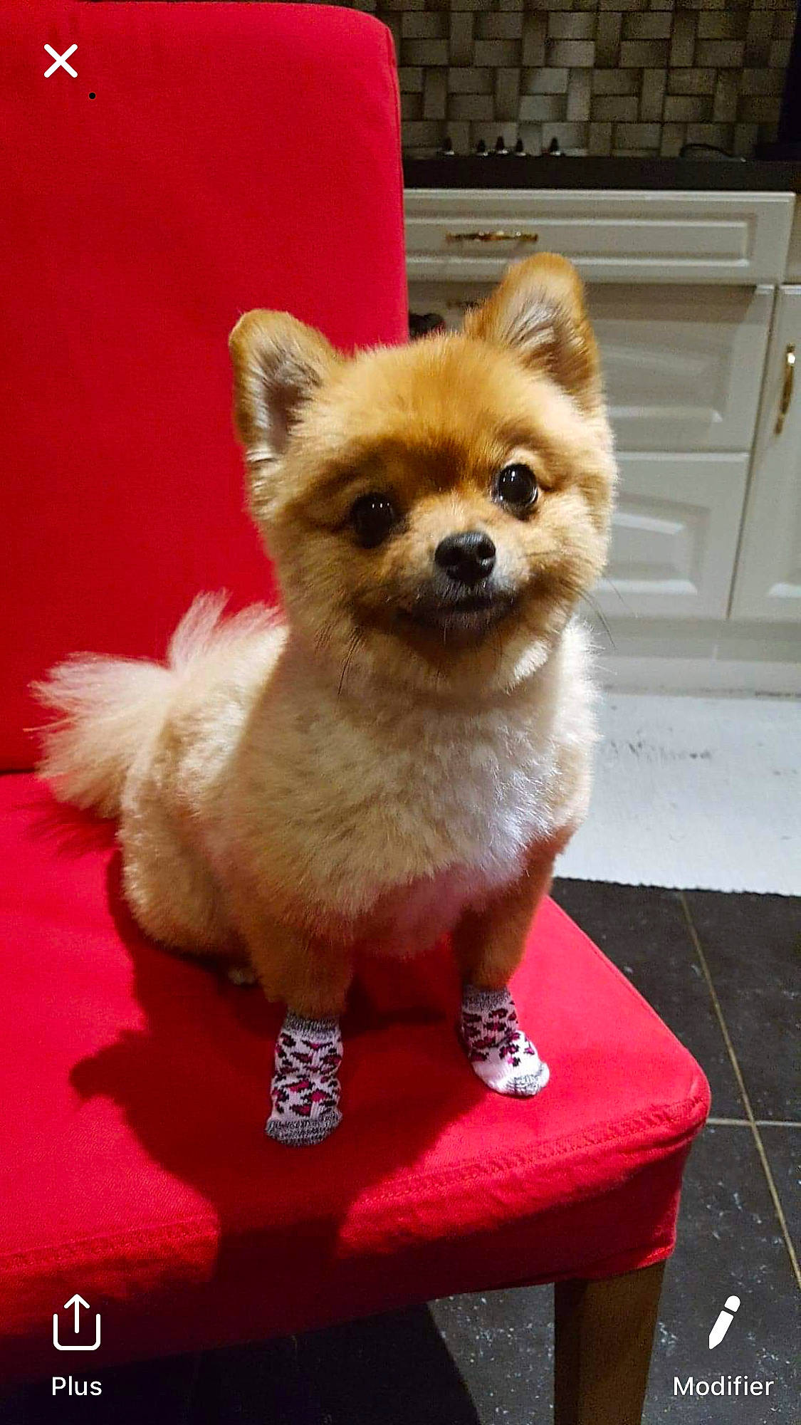 Pinky participe au concours pour gagner de l'argent avec cette photo : canidae, carnivore, companion_dog, corgi_chihuahua, dog, dog_breed, dog_supply, door, event, fawn, flooring, fur, home_door, snout, spitz, tail, terrestrial_animal, toy_dog, whiskers, working_animal