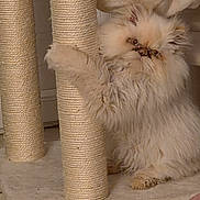Azur a rejoint le concours — aidez-le/la à gagner de superbes lots ! cat, fluffy_cat, scratching_post, cat_tree, indoor, pet, feline, fur, paw, beige, cozy, animal, cute, climbing, home, looking, whiskers, sitting, closeup, domestic_cat