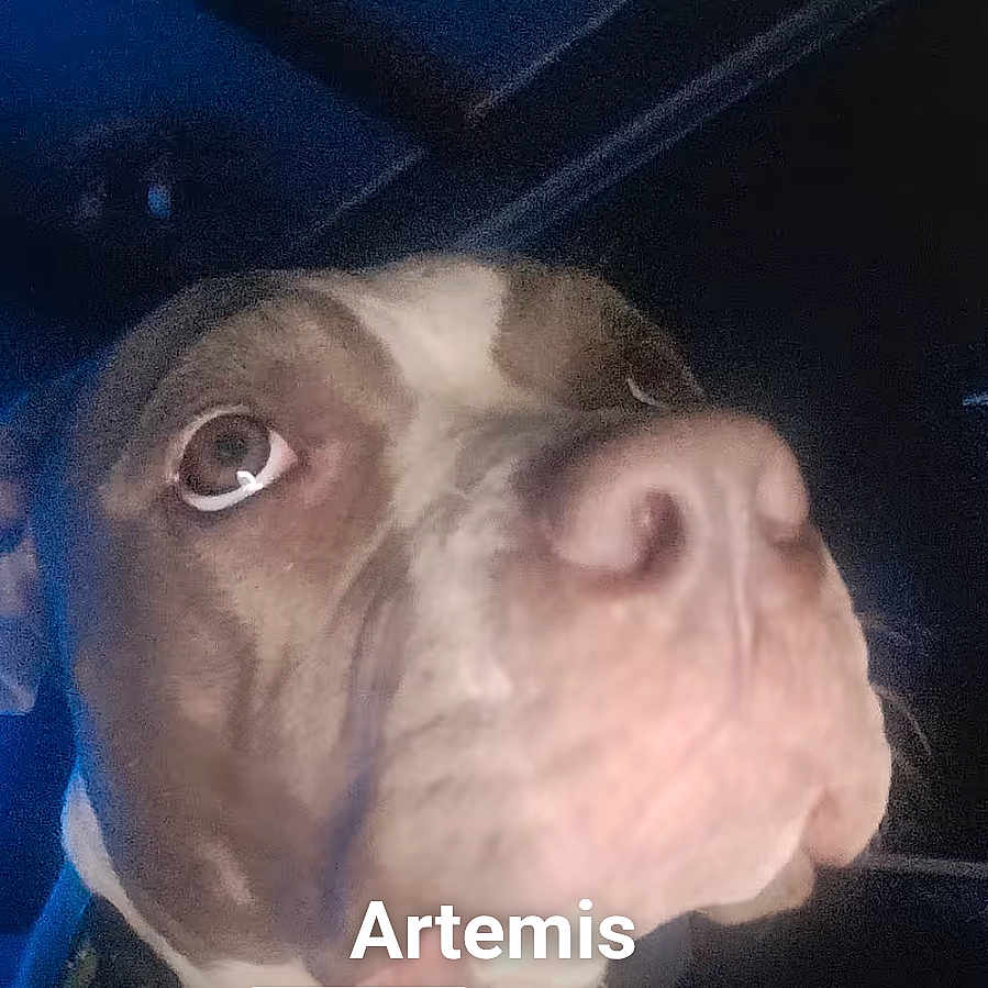 Artemis