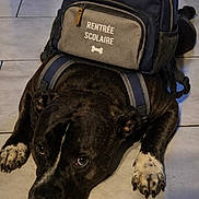 Floky participe au concours pour gagner de l'argent avec cette photo : dog, black_dog, backpack, tile_floor, indoor, pet, white_paws, front_paws, resting, looking_up, canine, floor, accessory, leather_handle, zipper, text, bone_icon, close_up, animal, cute