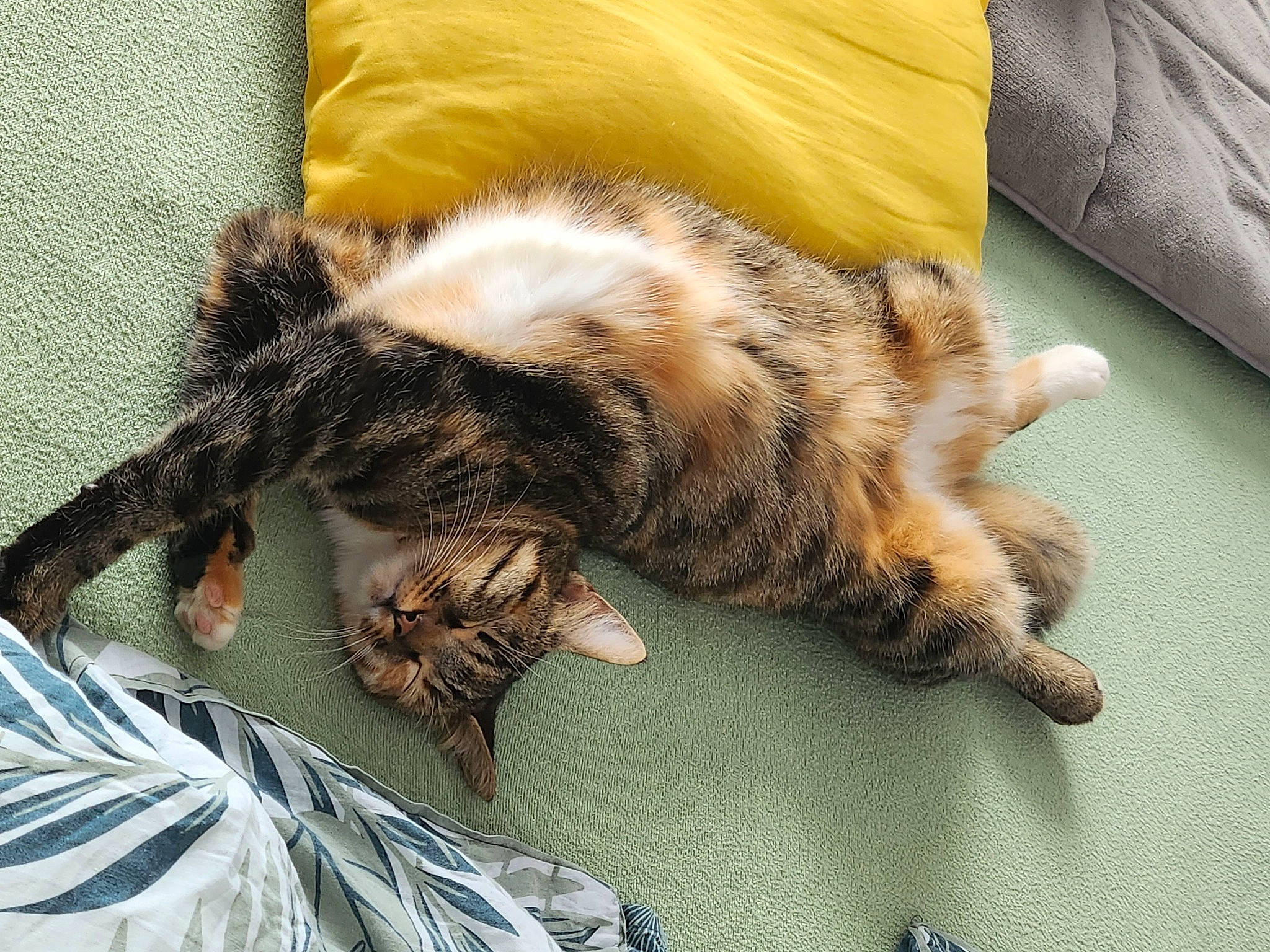 Stella