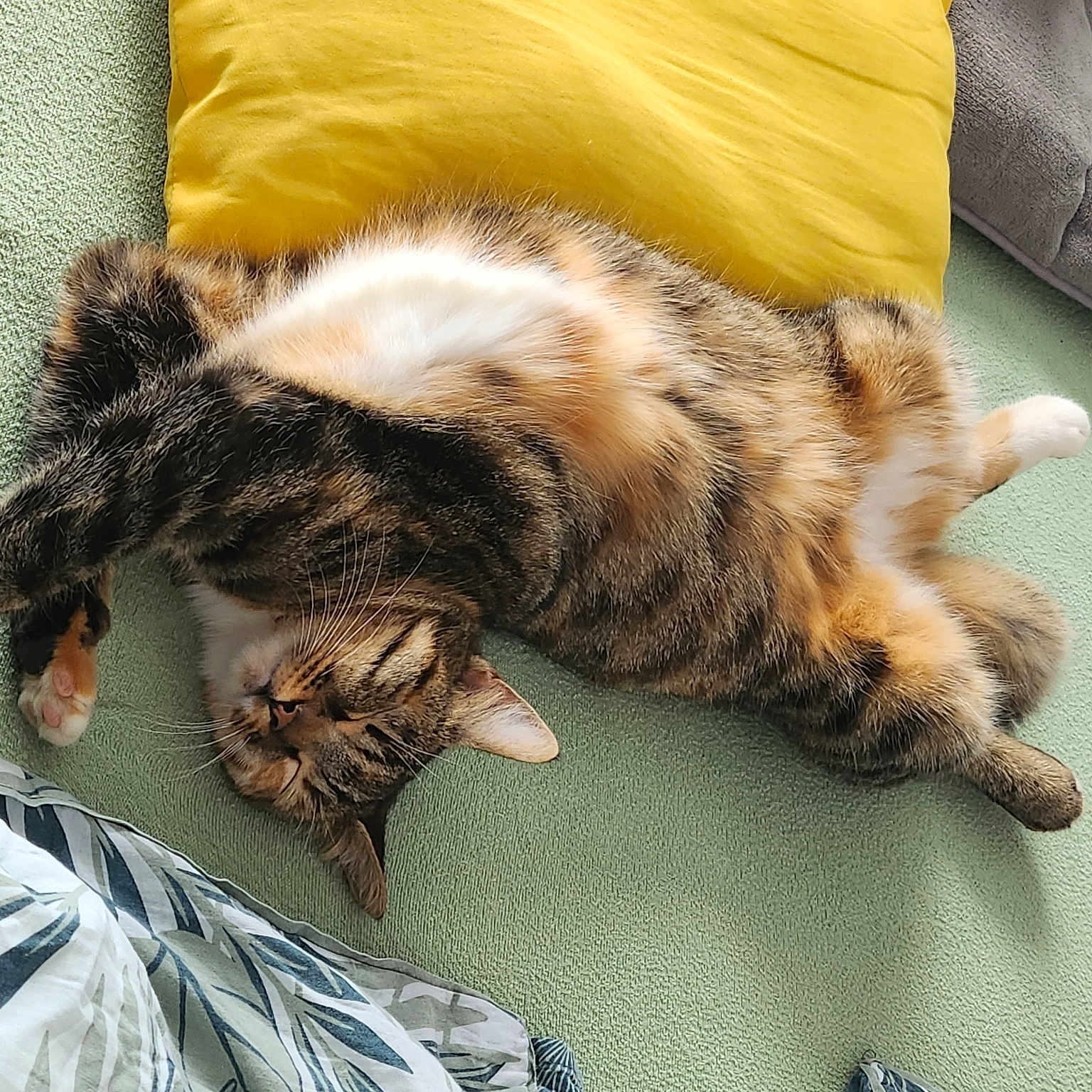 Stella