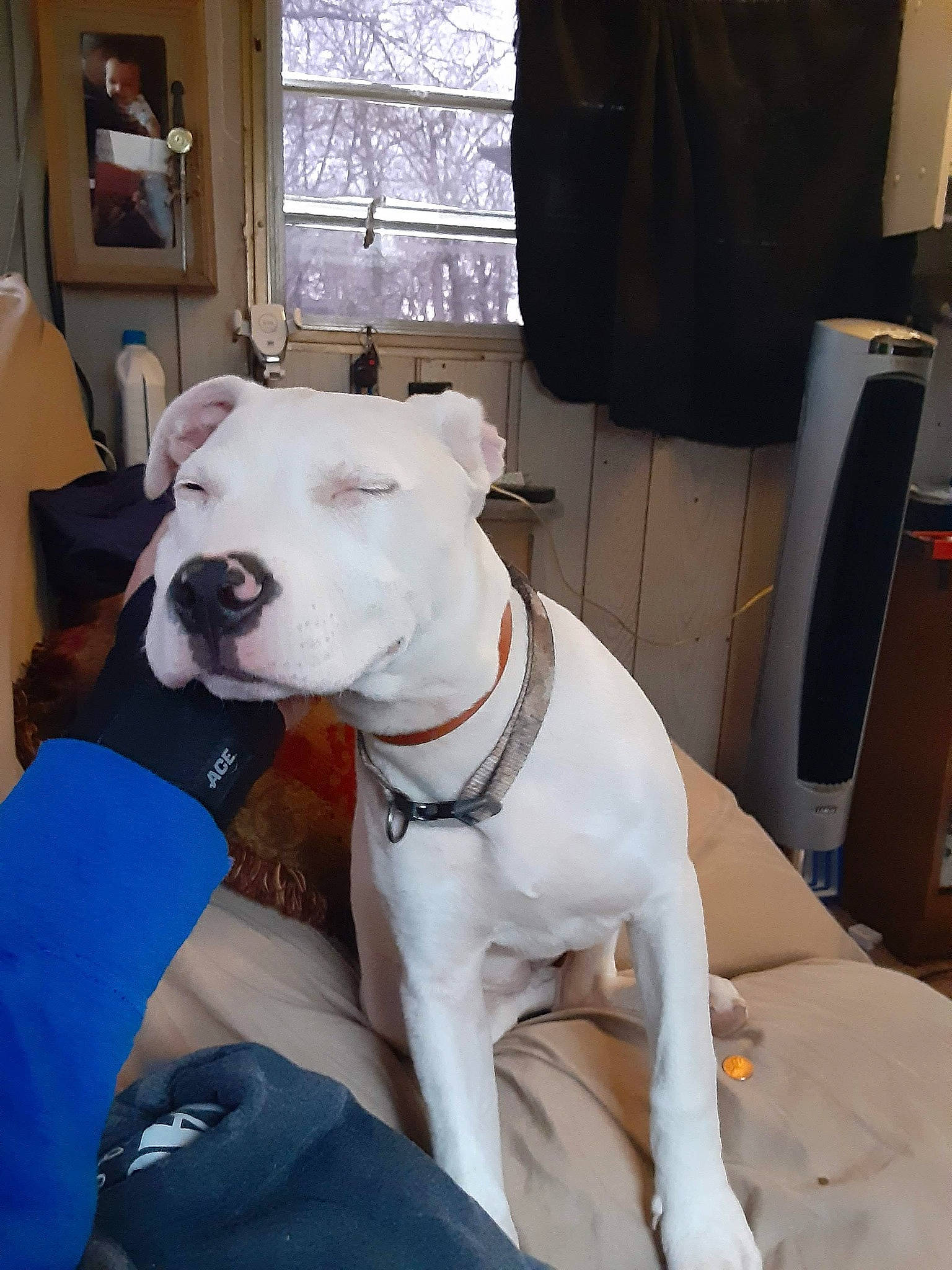 Lady Melton is registered to the contest to win money with this photo: canidae, carnivore, chair, collar, companion_dog, curtain, dog, dog_breed, dog_collar, dog_supply, dogo_guatemalteco, fawn, formal_wear, guard_dog, pet_supply, snout, sporting_group, whiskers, window, working_animal