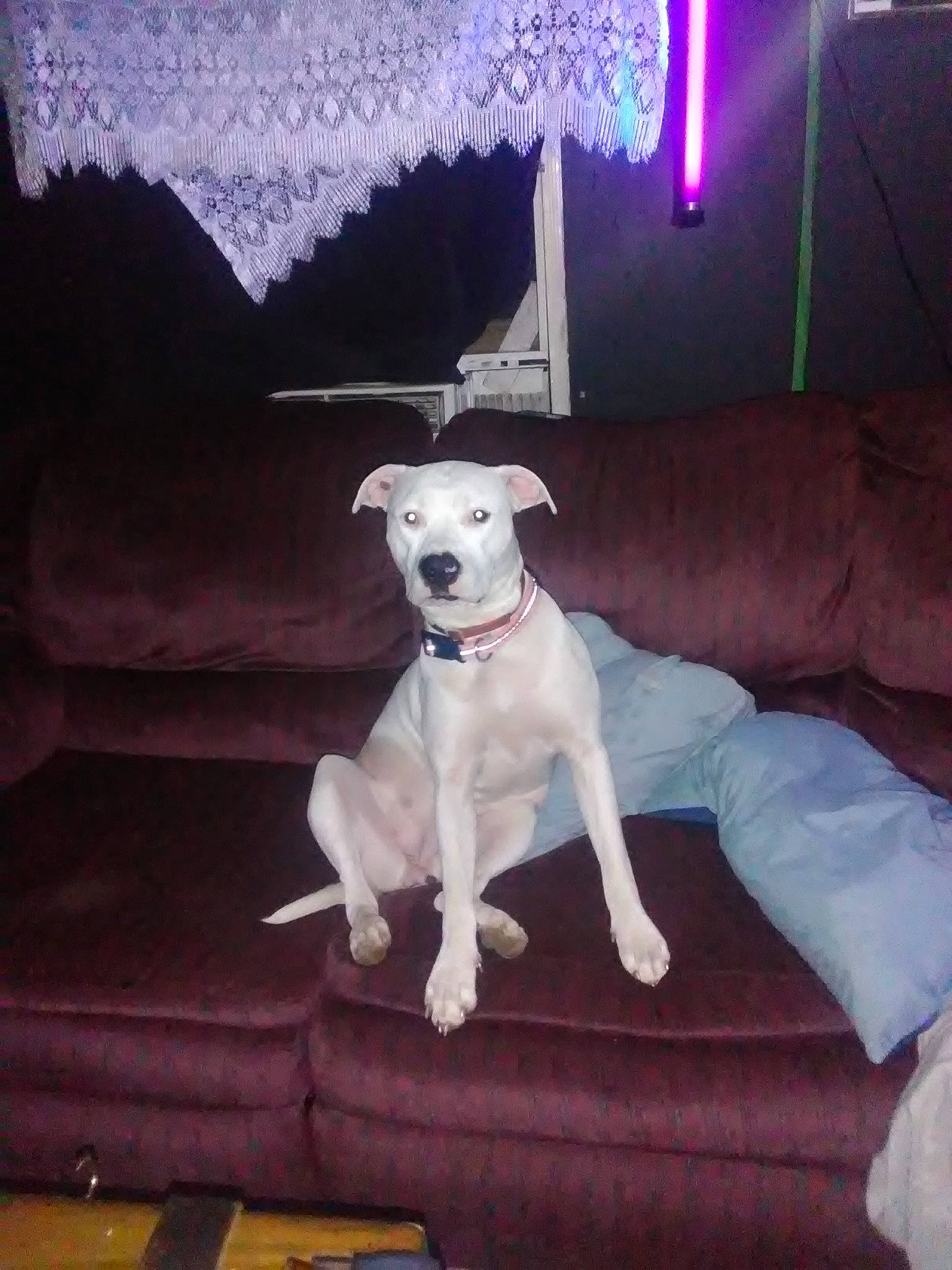 Lady Melton joined the competition — help win amazing prizes! canidae, carnivore, chair, collar, companion_dog, couch, dog, dog_breed, dog_supply, fawn, furniture, lamp, lighting, linens, metal, pet_supply, rectangle, sporting_group, tail, textile