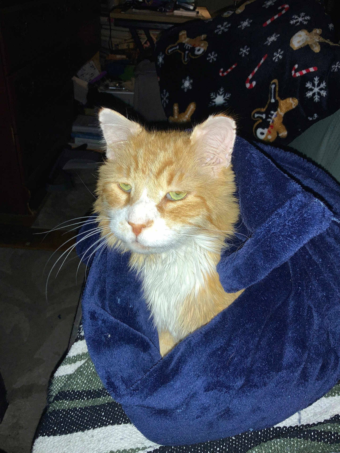 Simba is registered to the contest to win money with this photo: cat, ginger_cat, orange_cat, pet, blanket, blue_blanket, whiskers, green_eyes, ears, fur, indoor, cozy, portrait, close_up, sitting, furniture, holiday_blanket, flash_photography, domestic, relaxed