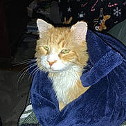 Simba joined the competition — help win amazing prizes! cat, ginger_cat, orange_cat, pet, blanket, blue_blanket, whiskers, green_eyes, ears, fur, indoor, cozy, portrait, close_up, sitting, furniture, holiday_blanket, flash_photography, domestic, relaxed