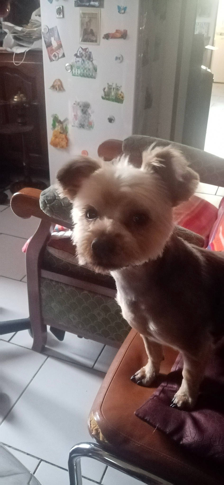 Maki participe au concours pour gagner de l'argent avec cette photo : canidae, carnivore, chair, chihuahua, comfort, companion_dog, dog, dog_breed, dog_supply, fawn, fur, liver, pet_supply, puppy, small_terrier, sporting_group, tail, toy_dog, whiskers, working_animal