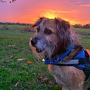 Blue is registered to the contest to win money with this photo: dog, sunset, grass, outdoor, animal, nature, field, harness, sky, twilight, canine, pet, fur, landscape, evening, colorful_sky, muzzle, ears, side_view, quiet