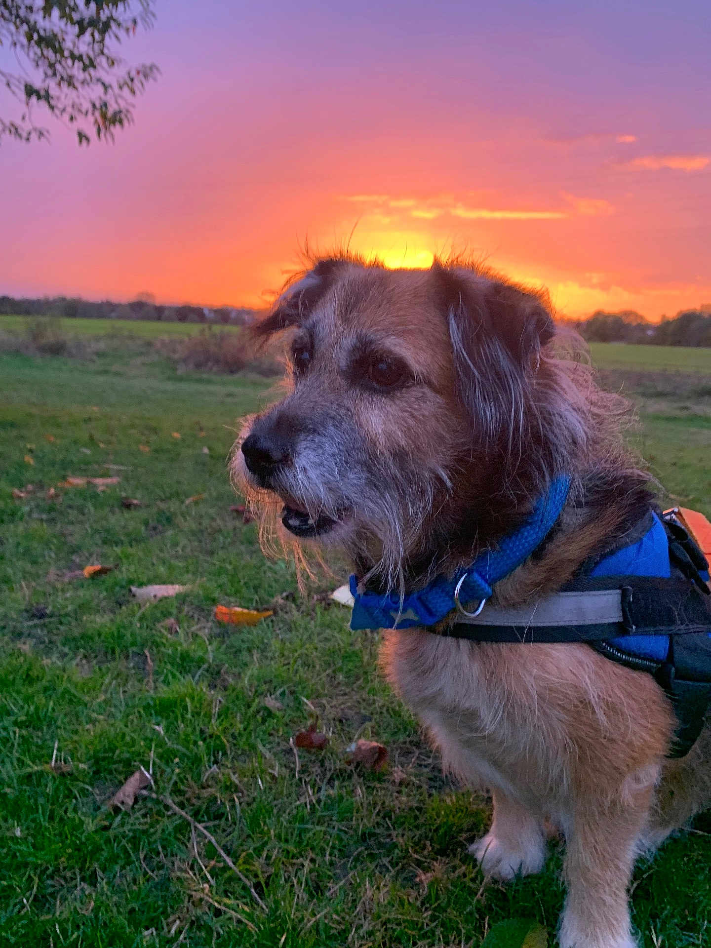 Blue is registered to the contest to win money with this photo: dog, sunset, grass, outdoor, animal, nature, field, harness, sky, twilight, canine, pet, fur, landscape, evening, colorful_sky, muzzle, ears, side_view, quiet