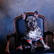 Draco joined the competition — help win amazing prizes! animal, armchair, boxer, bulldog, canine, chair, couch, dog, frenchbulldog, furniture, indoors, interiordesign, pet, pitbull, puppy, whitedog