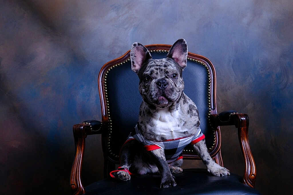 Draco joined the competition — help win amazing prizes! animal, armchair, boxer, bulldog, canine, chair, couch, dog, frenchbulldog, furniture, indoors, interiordesign, pet, pitbull, puppy, whitedog
