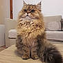 Hector participe au concours pour gagner de l'argent avec cette photo : asian_semi_longhair, british_longhair, british_semi_longhair, carnivore, cat, cymric, domestic_long_haired_cat, fawn, felidae, kitten, maine_coon, mammal, napoleon_cat, norwegian_forest_cat, persian, ragamuffin, siberian, small_to_medium_sized_cats, vertebrate, whiskers