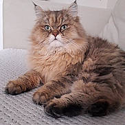 Hector a rejoint le concours — aidez-le/la à gagner de superbes lots ! asian, asian_semi_longhair, british_longhair, british_semi_longhair, carnivore, cat, domestic_long_haired_cat, fawn, felidae, fur, kitten, maine_coon, mammal, norwegian_forest_cat, persian, ragamuffin, siberian, small_to_medium_sized_cats, vertebrate, whiskers