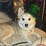 animal, bed, blanket, collar, curious, cute, dog, domestic, fluffy, fur, furniture, green_hat, hat, home, indoor, looking_at_camera, mammal, pet, resting, wearing_hat