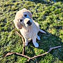 adorable, animal, curious, cute, dog, frost, fur, golden_retriever, grass, head_tilt, nature, outdoor, pet, playful, puppy, sitting, stick, sunlight, winter, young