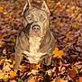 dog, pitbull, pet, animal, portrait, autumn, fallen_leaves, leaves, outdoor, sunlight, bokeh, grass, sitting, amber_eyes, ears, nose, fur, chest, closeup, nature