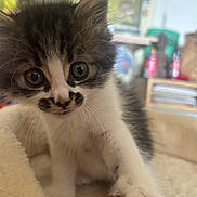 Princesse a rejoint le concours — aidez-le/la à gagner de superbes lots ! kitten, cat, fluffy, paw, toy, indoor, close_up, curious, whiskers, feline, pet, young, cute, soft, brown, white, black, animal, playful, domestic