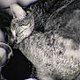 cat, sleeping, black_and_white, glasses, blanket, close_up, cozy, indoor, pet, feline, resting, human, eyewear, soft_texture, curled_up, nap, companion, warm, comfort, relaxation