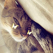 Belle a rejoint le concours — aidez-le/la à gagner de superbes lots ! cat, tabby, close_up, animal, pet, feline, whiskers, sleepy, cozy, soft, butterflies, digital_effect, cute, fur, relaxed, indoor, resting, nap, ears, tail