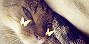 Belle participe au concours pour gagner de l'argent avec cette photo : cat, tabby, close_up, animal, pet, feline, whiskers, sleepy, cozy, soft, butterflies, digital_effect, cute, fur, relaxed, indoor, resting, nap, ears, tail