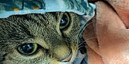 Belle participe au concours pour gagner de l'argent avec cette photo : animal, blanket, cat, closeup, comfort, cozy, cute, eyes, fabric, fur, indoors, nap, pet, resting, snug, soft, tabby, texture, warm, whiskers