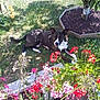 Bandy participe au concours pour gagner de l'argent avec cette photo : dog, black_and_white, grass, garden, flowers, red_flowers, pink_flowers, greenery, sunlight, outdoor, pet, canine, relaxed, nature, summer, tree, plant, flower_pot, leaf, daytime