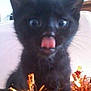 adorable, animal, black_cat, close_up, cute, decorations, expression, face, feline, fur, holiday, indoor, kitten, pet, playful, small, tinsel, tongue, whiskers, young