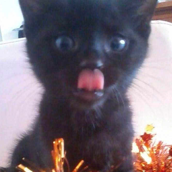 Cheche participe au concours pour gagner de l'argent avec cette photo : adorable, animal, black_cat, close_up, cute, decorations, expression, face, feline, fur, holiday, indoor, kitten, pet, playful, small, tinsel, tongue, whiskers, young