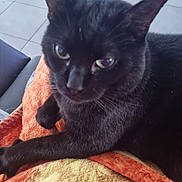 Cheche participe au concours pour gagner de l'argent avec cette photo : animal, black_cat, cat, close_up, companion, curious, cute, domestic_animal, ears, eyes, feline, floor_tiles, fur, indoor, paw, pet, relaxed, resting, towel, whiskers