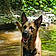 Arko