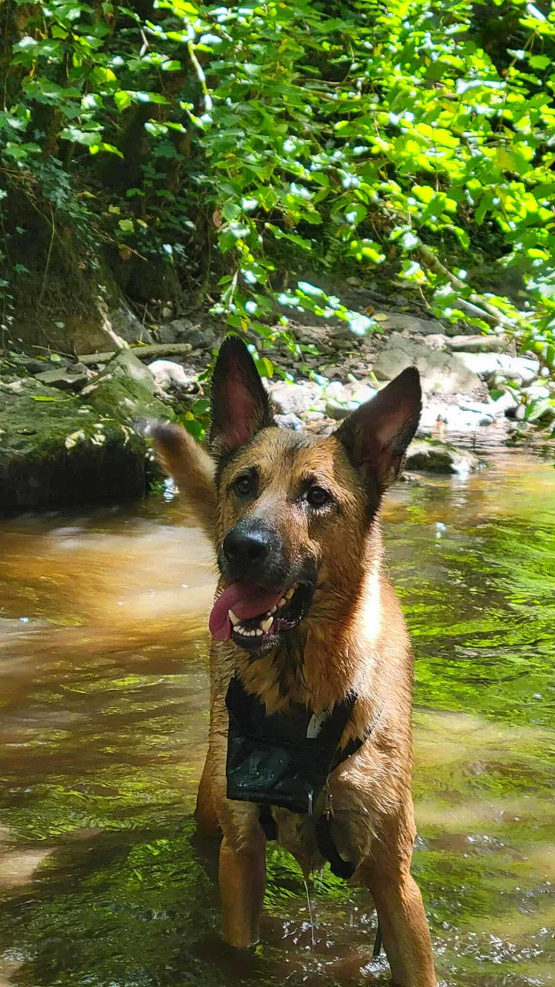 Arko participe au concours pour gagner de l'argent avec cette photo : dog, german_shepherd, water, creek, wet, panting, tongue_out, outdoor, nature, greenery, rocks, forest, sunlight, animal, pet, canine, summer, adventure, happy, playful