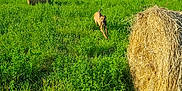 Arko participe au concours pour gagner de l'argent avec cette photo : dog, grass, field, hay_bale, sunny, blue_sky, rural, nature, outdoor, running, canine, greenery, farm, summer, daytime, animal, playful, landscape, house, tree