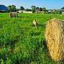 dog, grass, field, hay_bale, sunny, blue_sky, rural, nature, outdoor, running, canine, greenery, farm, summer, daytime, animal, playful, landscape, house, tree