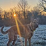 dog, animal, outdoor, field, grass, frost, sunrise, sunlight, tree, nature, leash, collar, canine, morning, sky, cold, pet, mammal, alert, landscape