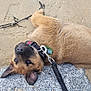 puppy, dog, beach, sand, rock, leash, collar, footprint, lying_down, curious, brown_fur, black_nose, ears, outdoor, pet, animal, cute, resting, closeup, nature