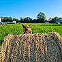 Arko participe au concours pour gagner de l'argent avec cette photo : dog, hay_bale, field, grass, blue_sky, sunny, outdoor, animal, rural, nature, pet, greenery, fence, vehicle, house, tree, daytime, canine, happy, farm