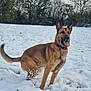 dog, german_shepherd, snow, field, trees, outdoor, winter, animal, pet, playful, canine, fur, collar, nature, landscape, grass, snowy_ground, daylight, tongue_out, ears_up
