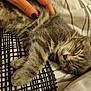 Crispy a rejoint le concours — aidez-le/la à gagner de superbes lots ! animal, bed, blanket, cat, close_up, comfort, cozy, cute, domestic_animal, fur, gray_tabby, hand, indoor, kitten, nail_polish, pattern, paw, pet, resting, sleeping