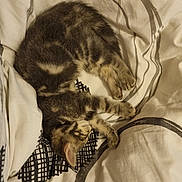 Crispy a rejoint le concours — aidez-le/la à gagner de superbes lots ! adorable, animal, bed, blanket, cat, cozy, cute, domestic_cat, feline, fur, indoor, kitten, pattern, pet, relaxed, resting, sleeping, small, soft, tabby